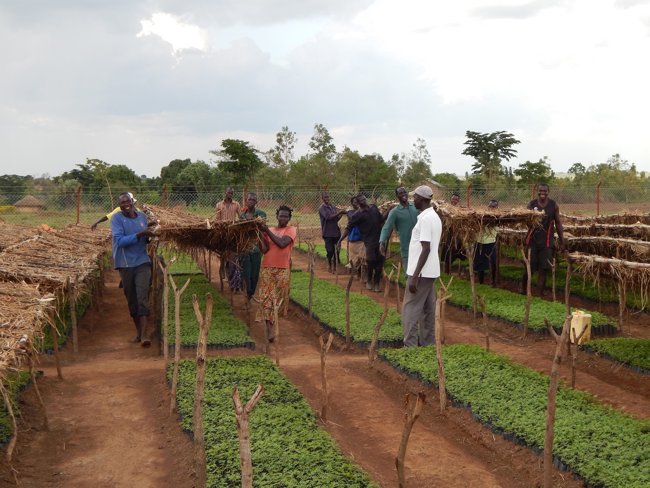 Dokolo Plantation